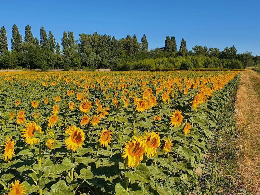 L'Ardeche En Provence Avec Jardin Ombrage Villa Pont-Saint-Esprit Eksteriør billede